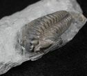 Flexicalymene Trilobite From Ohio #26742-2